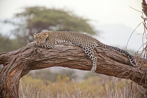 5 Days Serengeti, Ngorongoro, Tarangire & Lake Natron